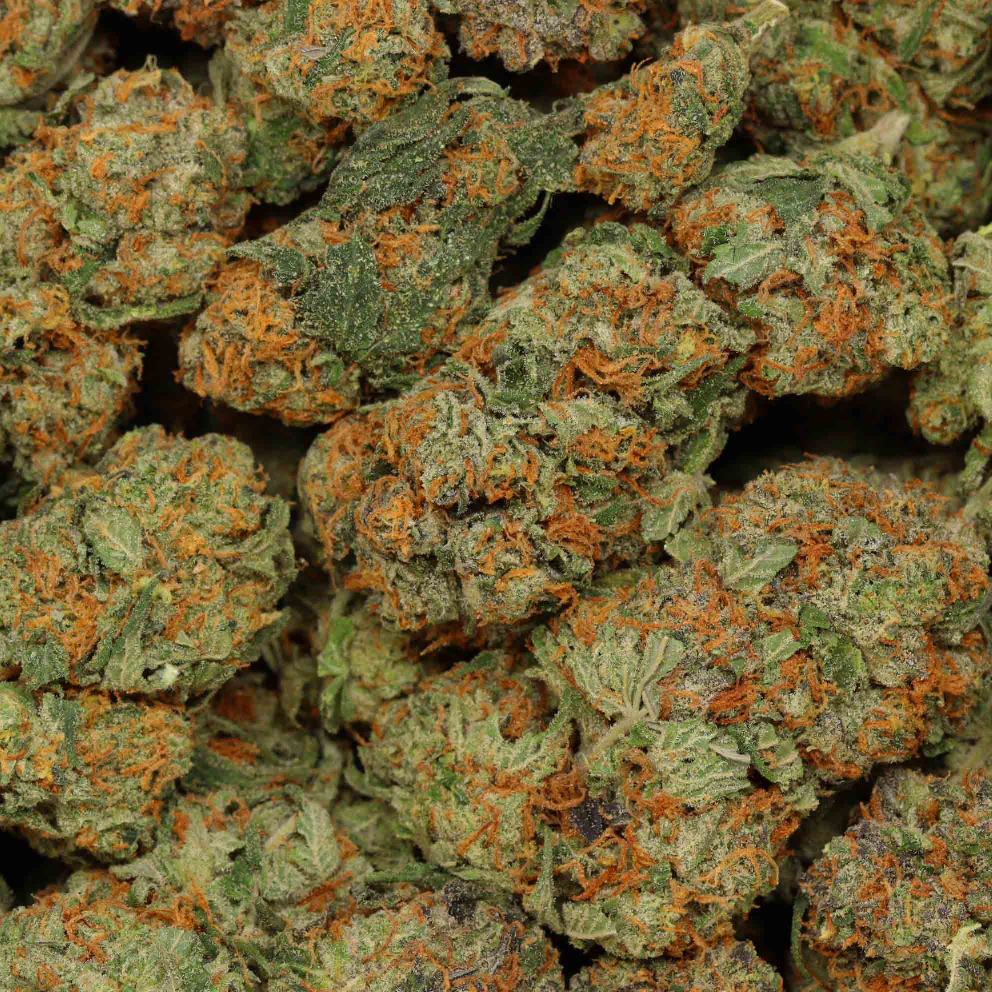 Gorilla Glue 4 Online Dispensary Canada Bulk Buddy Cannabis