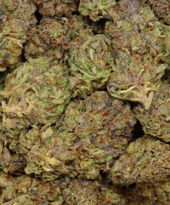 Grand Daddy Pink wholesale