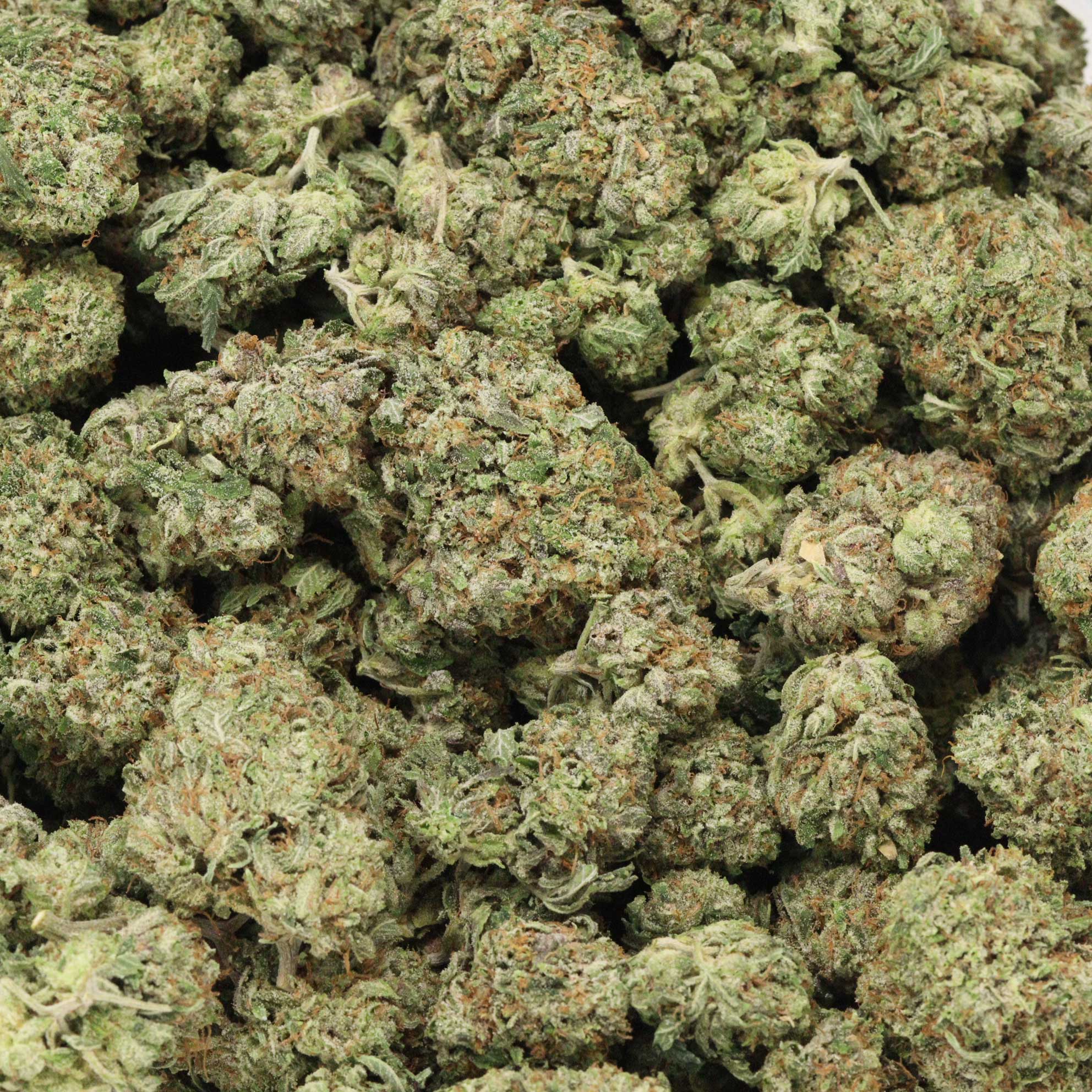 CLose up of bulk of MK Ultra Strain