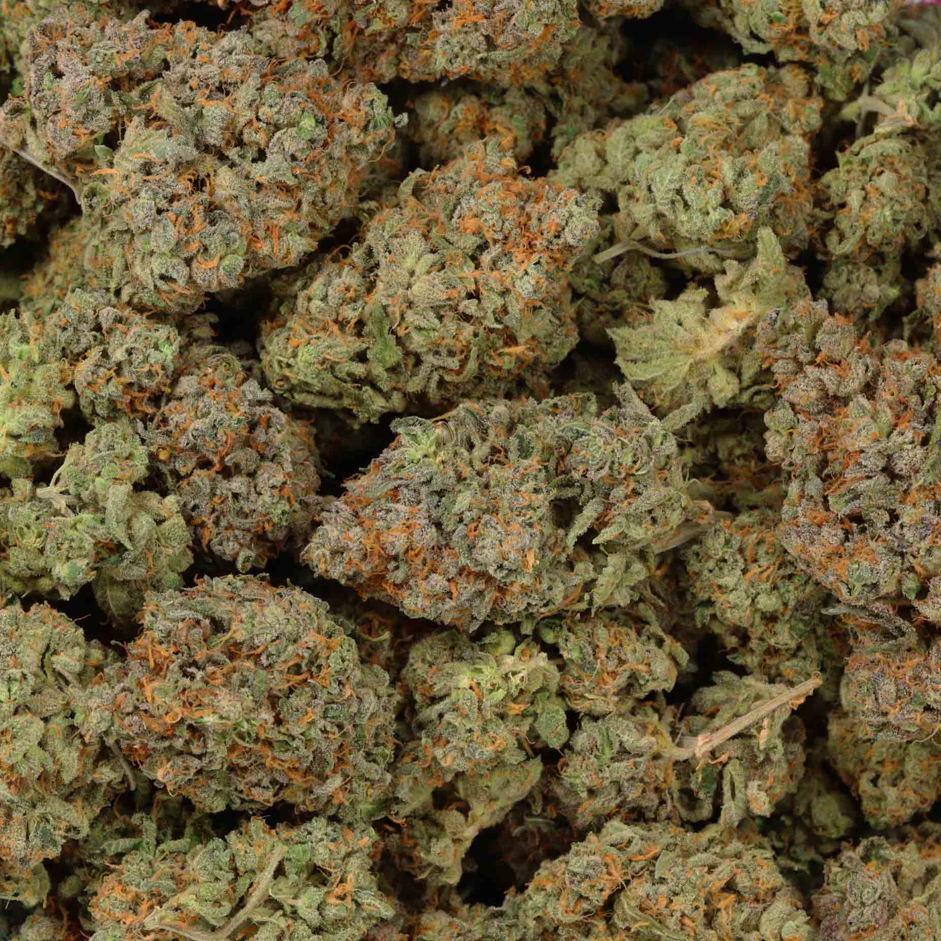 Frozen Jelly Strain Indica Cannabis Strains in Canada Bulk Buddy Weed