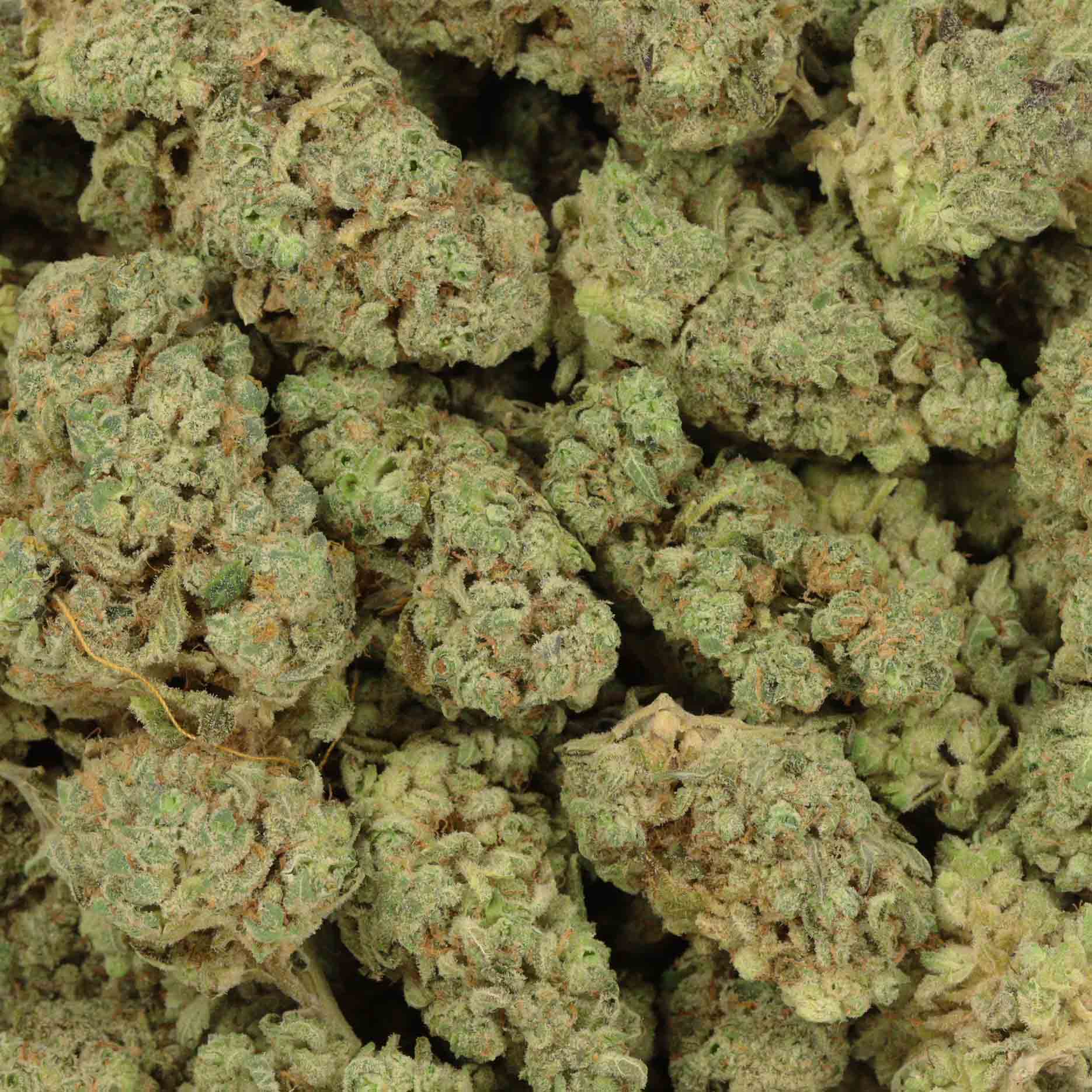 Chocolate Kush Buy Bud Online Canada Bulk Buddy Wholesale Weed