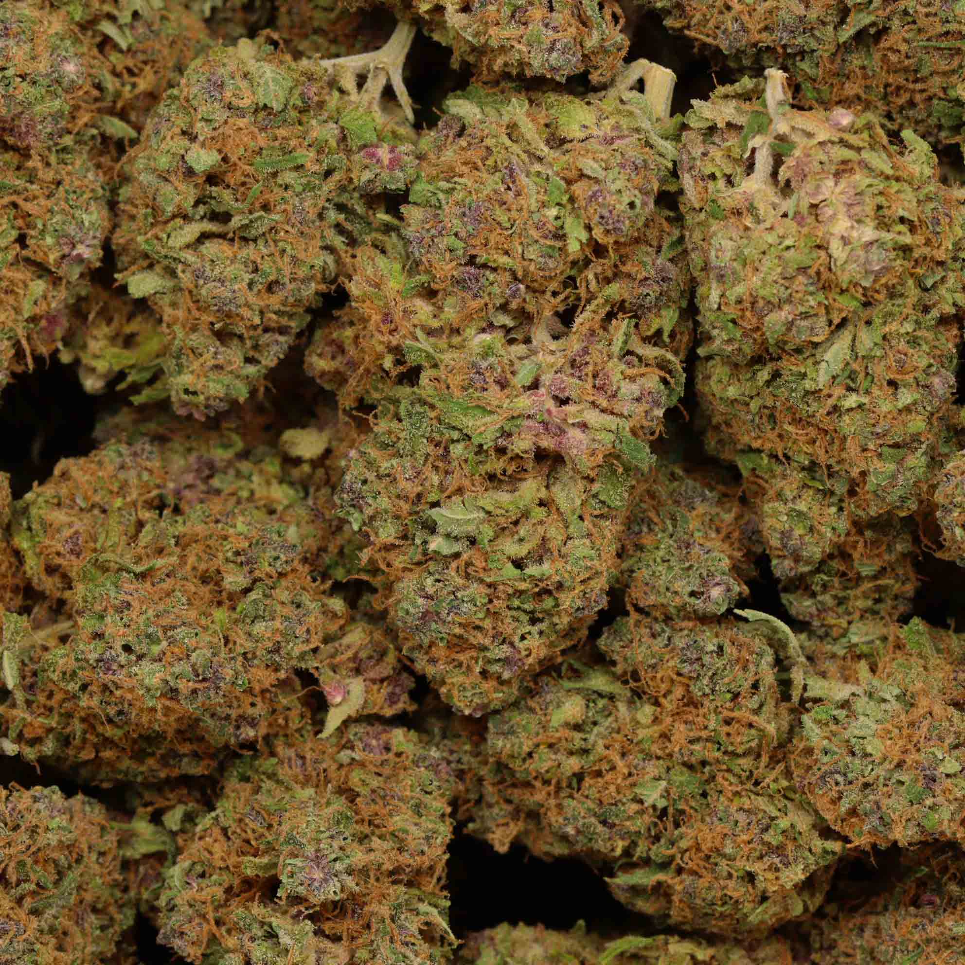 Platinum Candy Runtz Buy Weed At Bulk Buddy Wholesale Bud