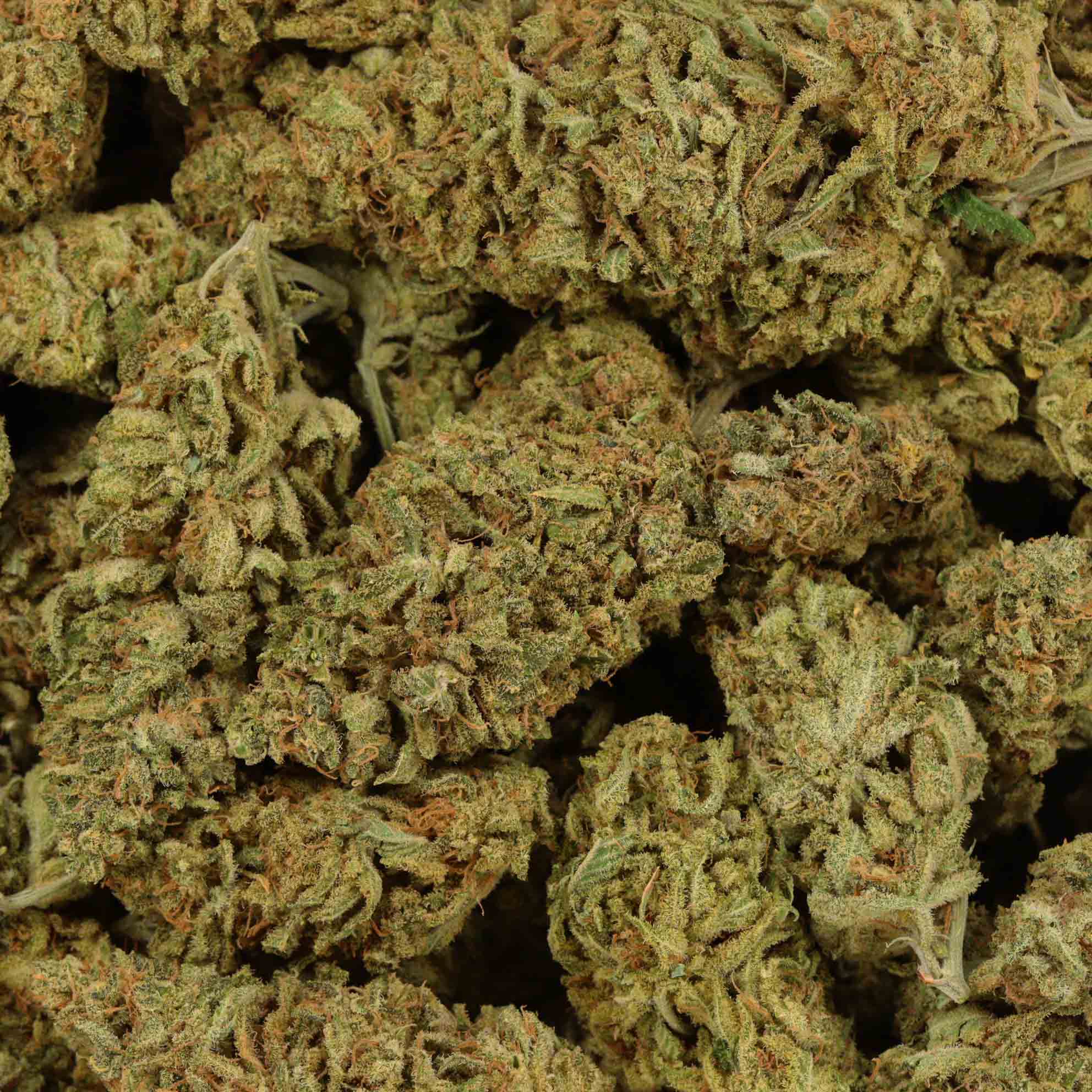 Apple CheeseQuake Buy Weed Online Bulk Buddy Wholesale