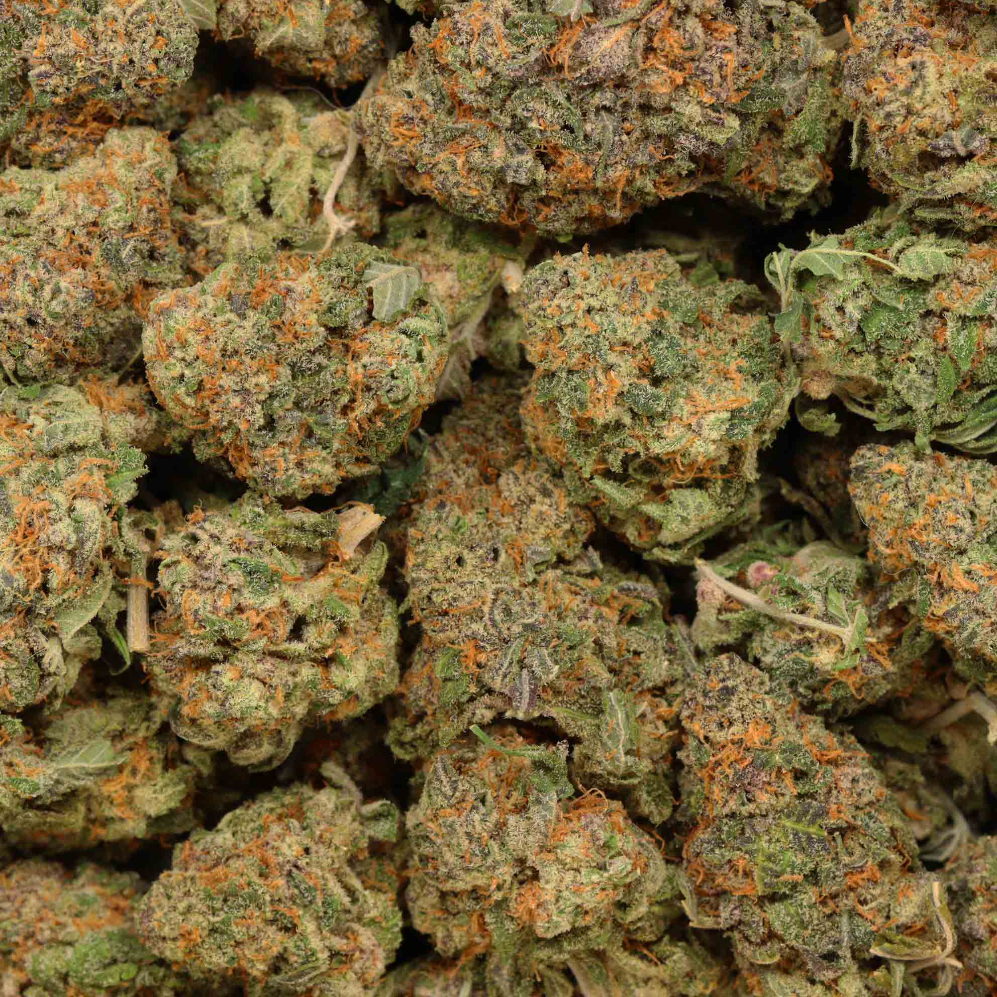 Ice Cream Gelato Buy Weed At Bulk Buddy Wholesale Weed