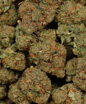 9 Pound Bubba wholesale cannabis