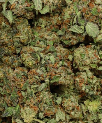 Death Candy Indica wholesale