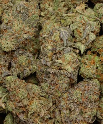 Punch Breath Indica wholesale