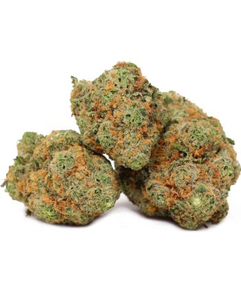 OMFG Hybrid Cannabis strain
