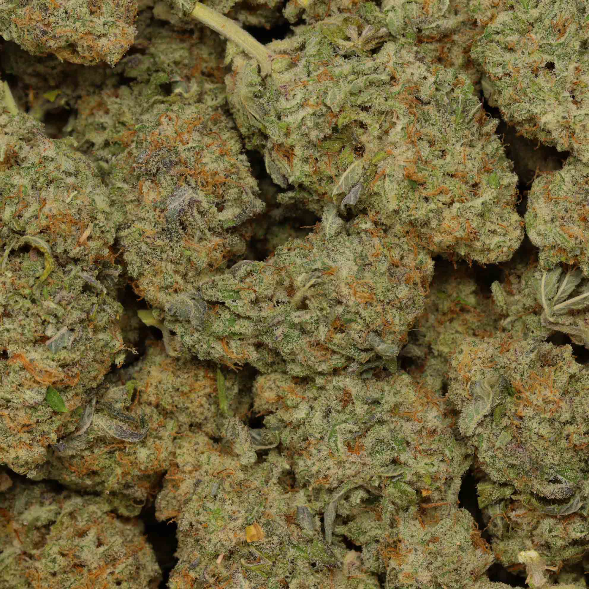 Apple CheeseQuake Buy Weed Online Bulk Buddy Wholesale