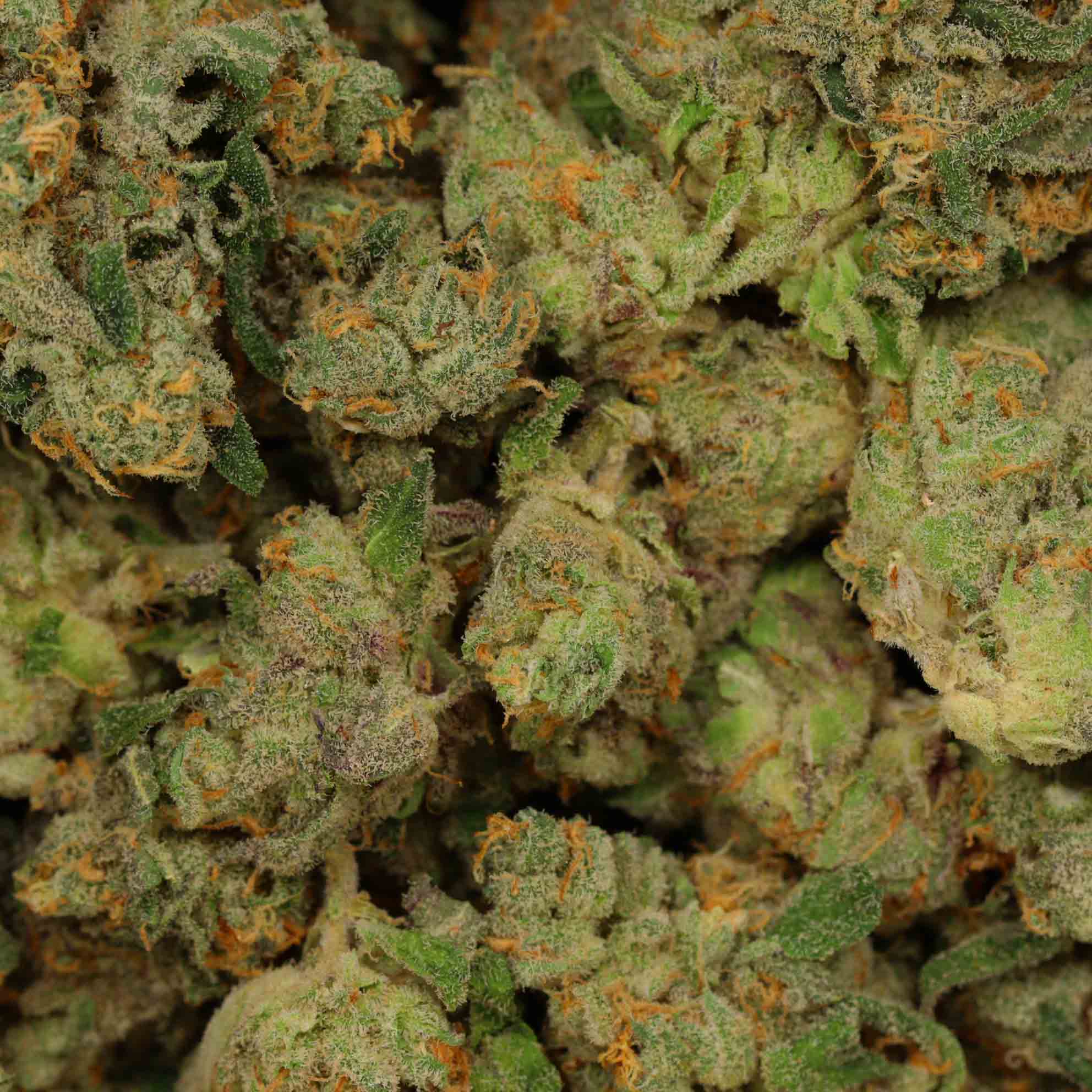Apple CheeseQuake Buy Weed Online Bulk Buddy Wholesale