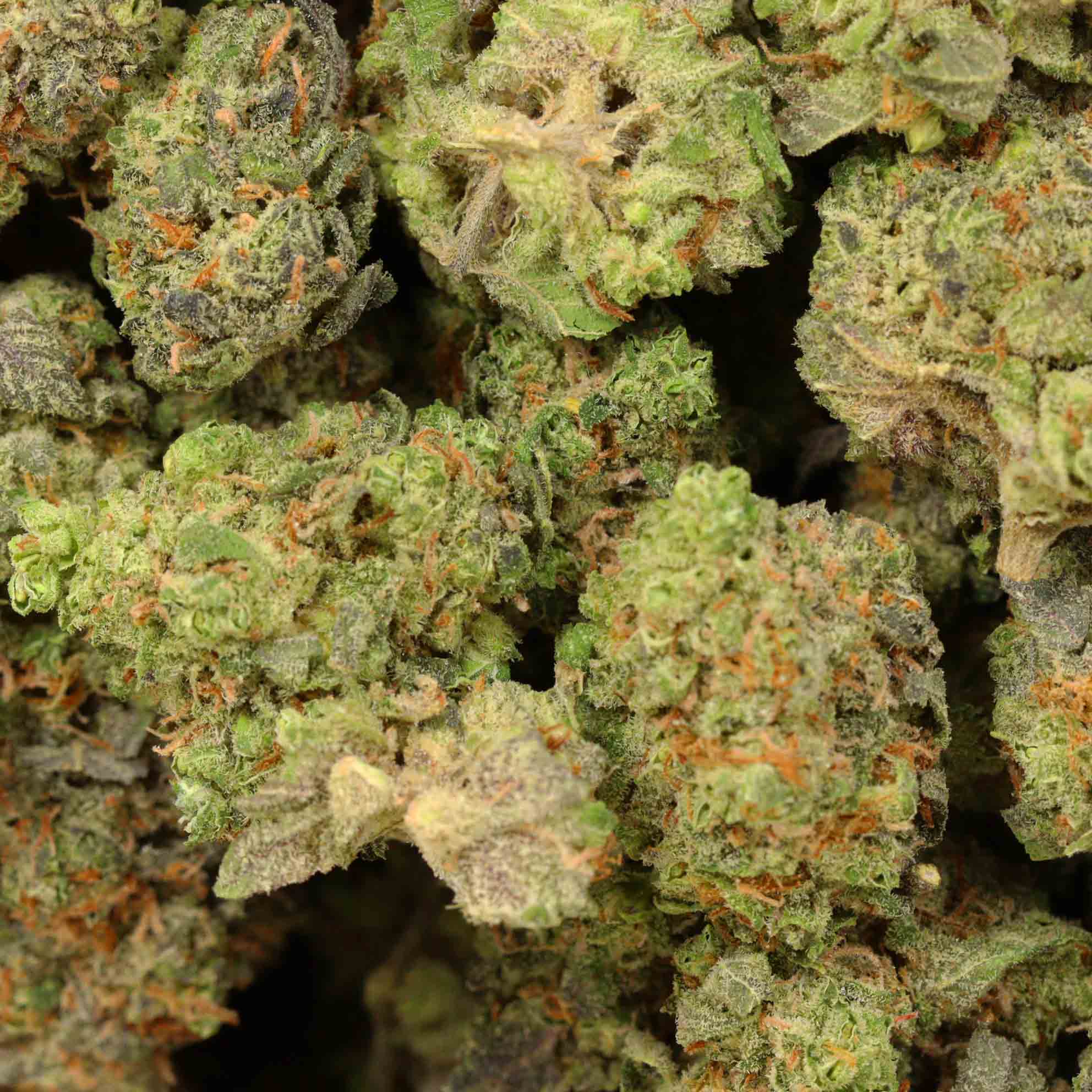 Blueberry Muffin Bulk Buddy 1 Dispensary Buy Weed Online