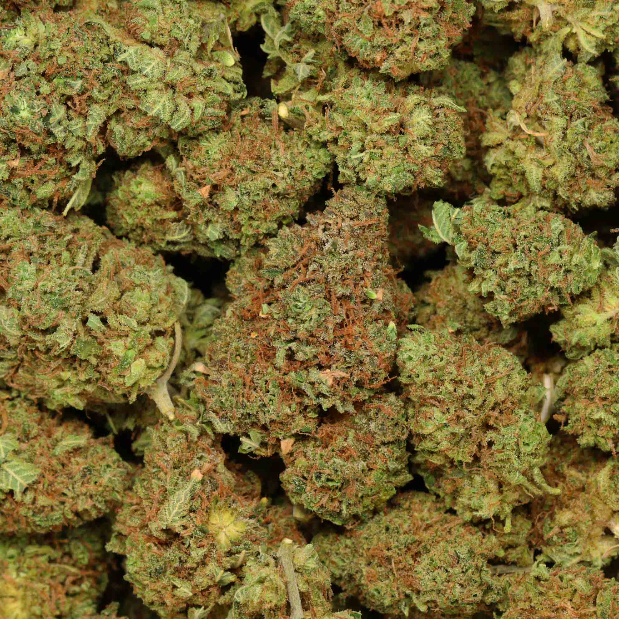 Buy Scooby Snacks Bulk Buddy Dispensary Order Weed Online