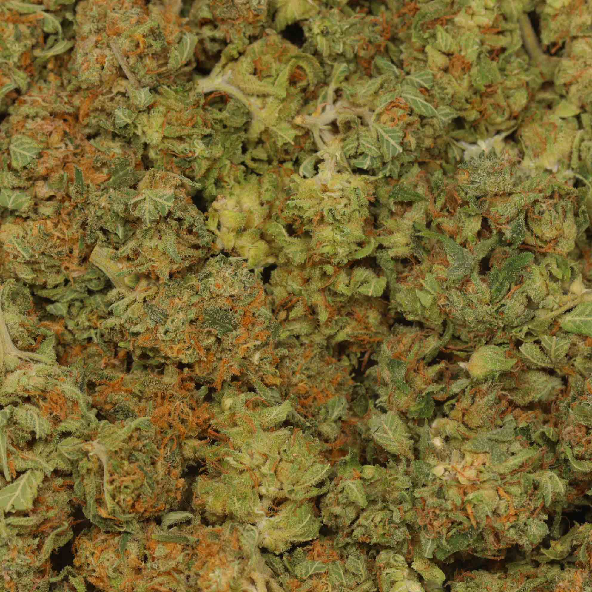 Lemon Tree Online Dispensary Canada Bulk Buddy Cannabis