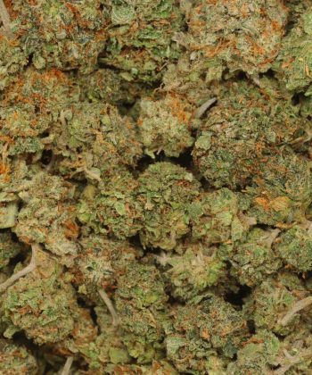 White Death wholesale weed