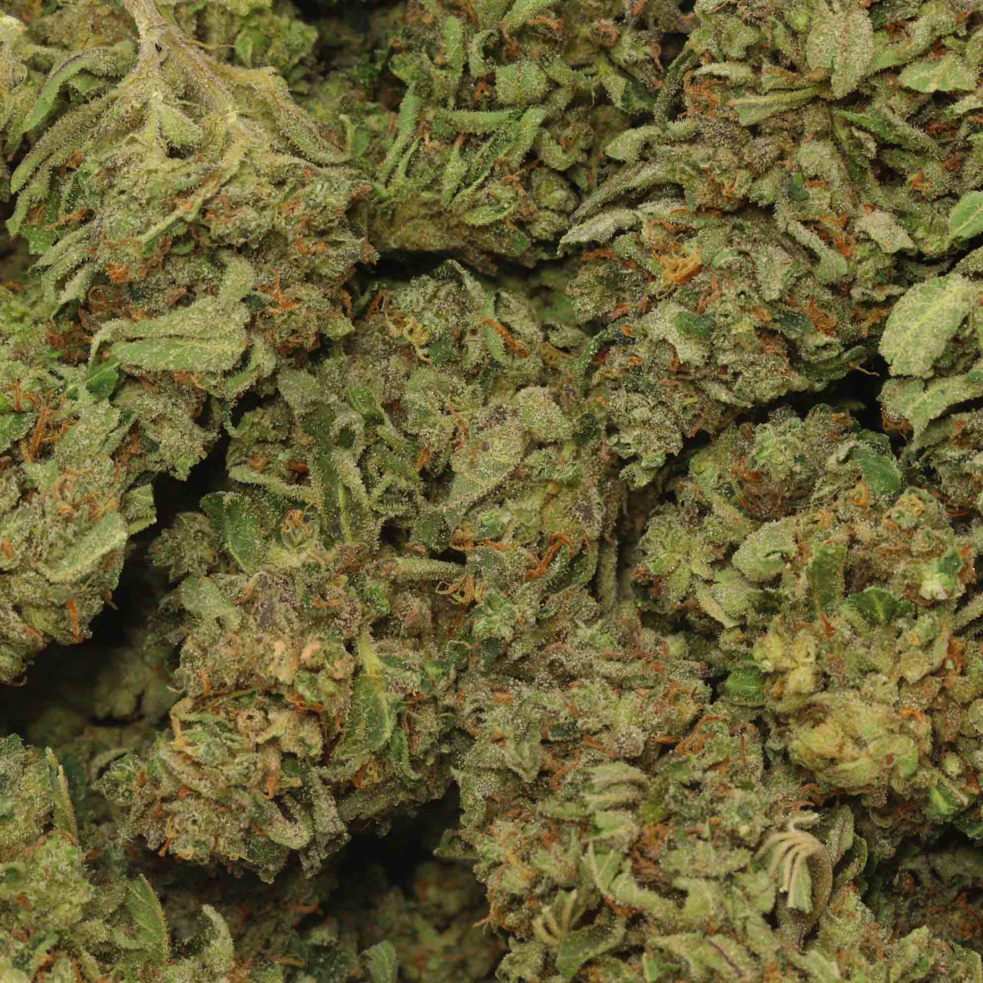 NYC Diesel Buy Wholesale Weed At Bulk Buddy Online Dispensary Canada