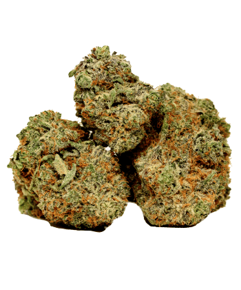 Red Congolese strain