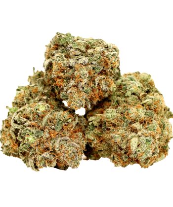 Tropicana Cookies Sativa strain