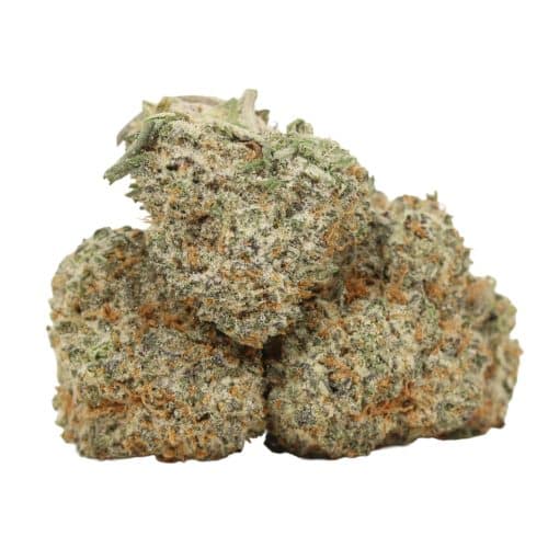 Purple Trainwreck strain cannabis