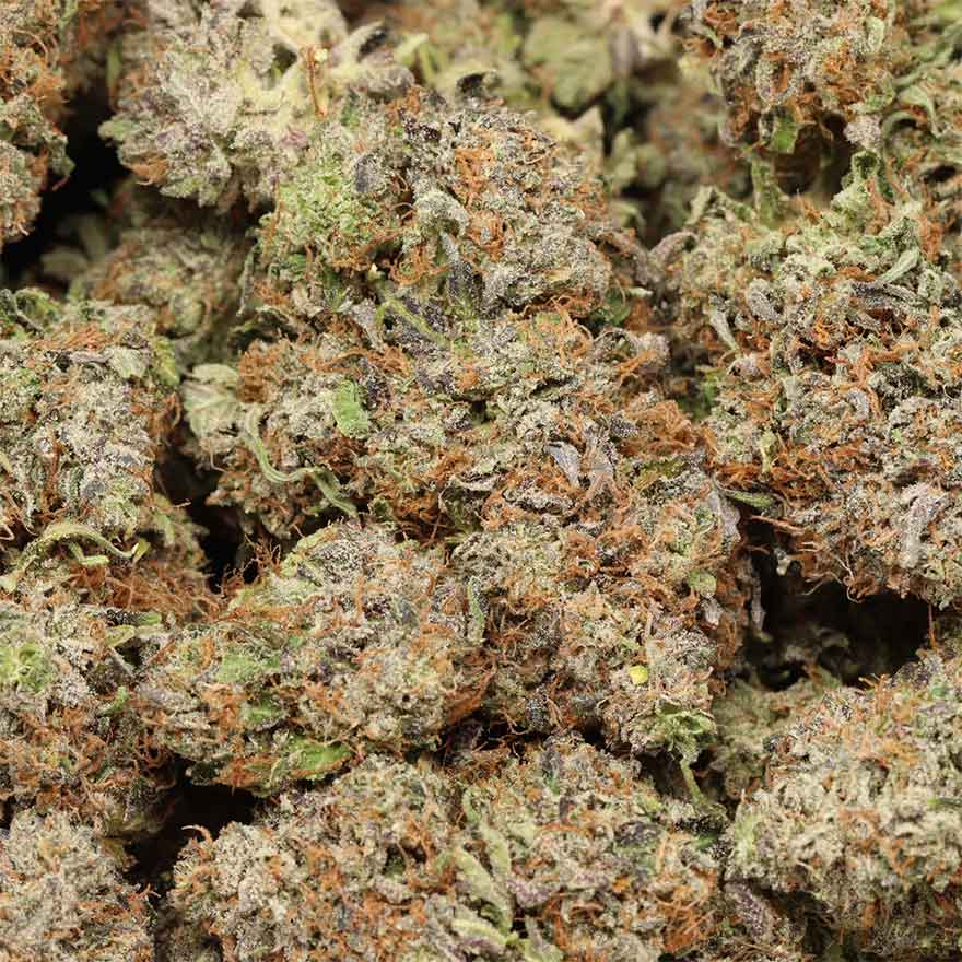 Pink Kush cannabis wholesale