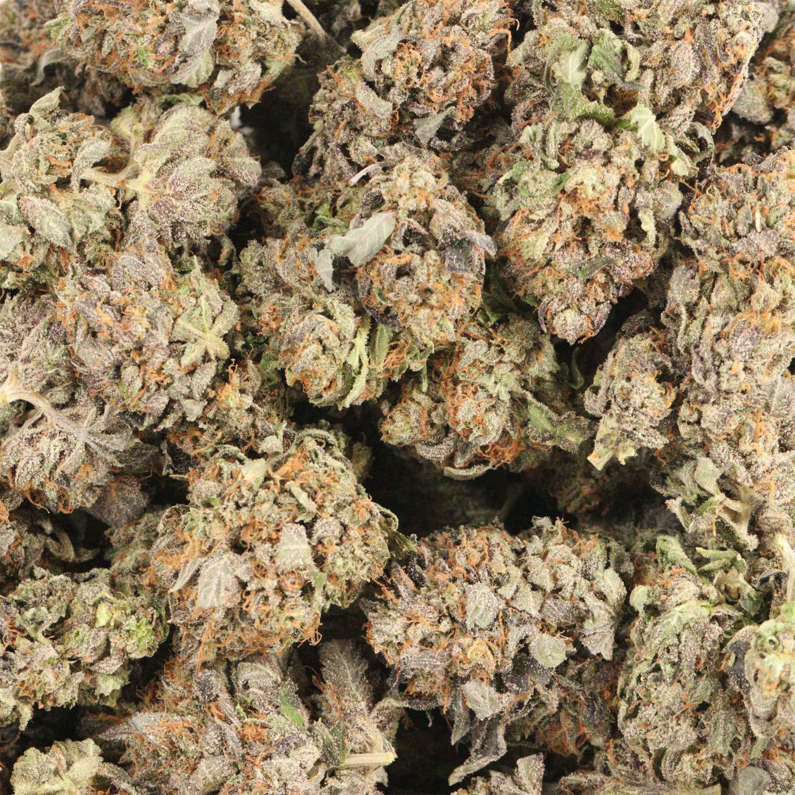 Presidential Pink Kush cannabis wholesale