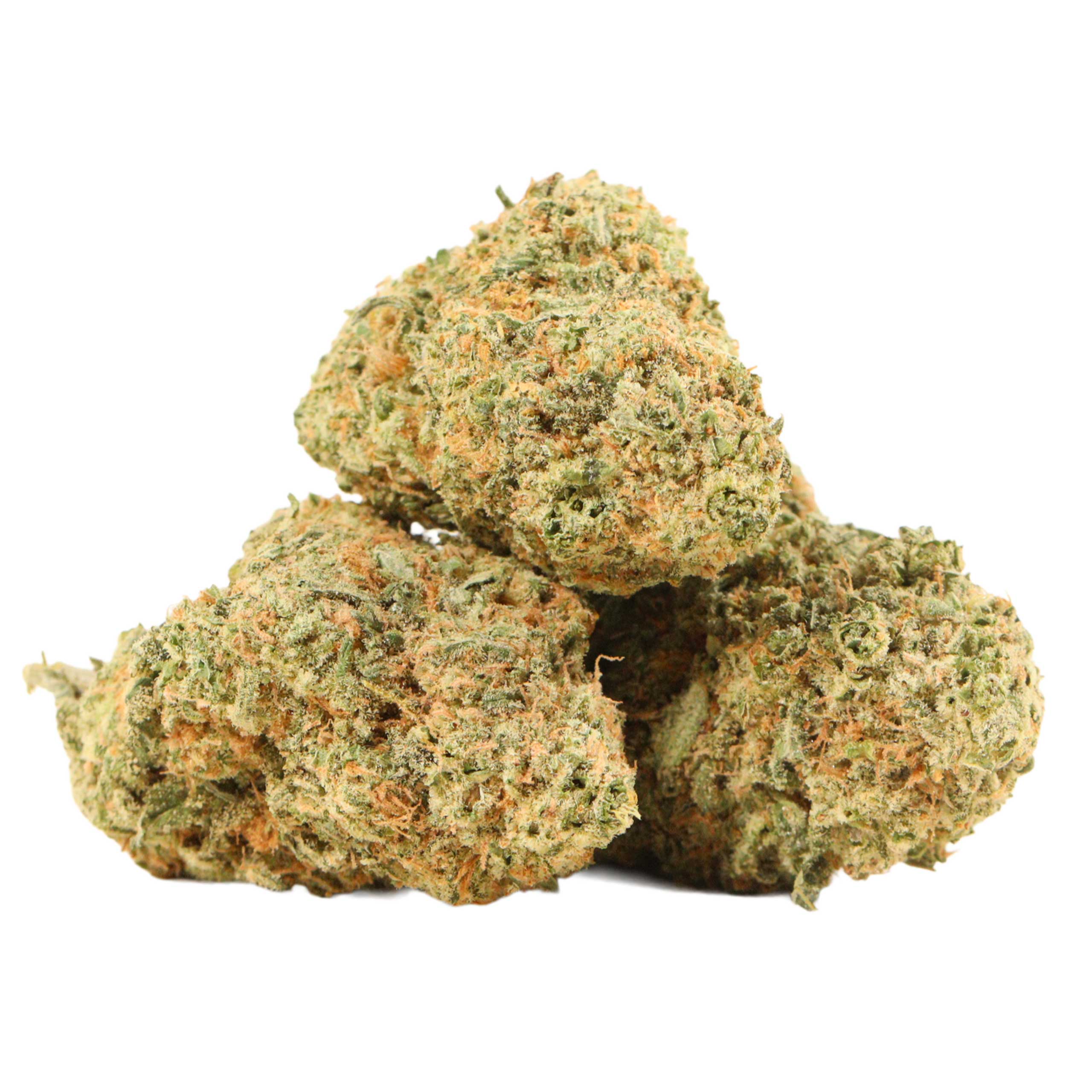 Chocolate Kush strain cannabis