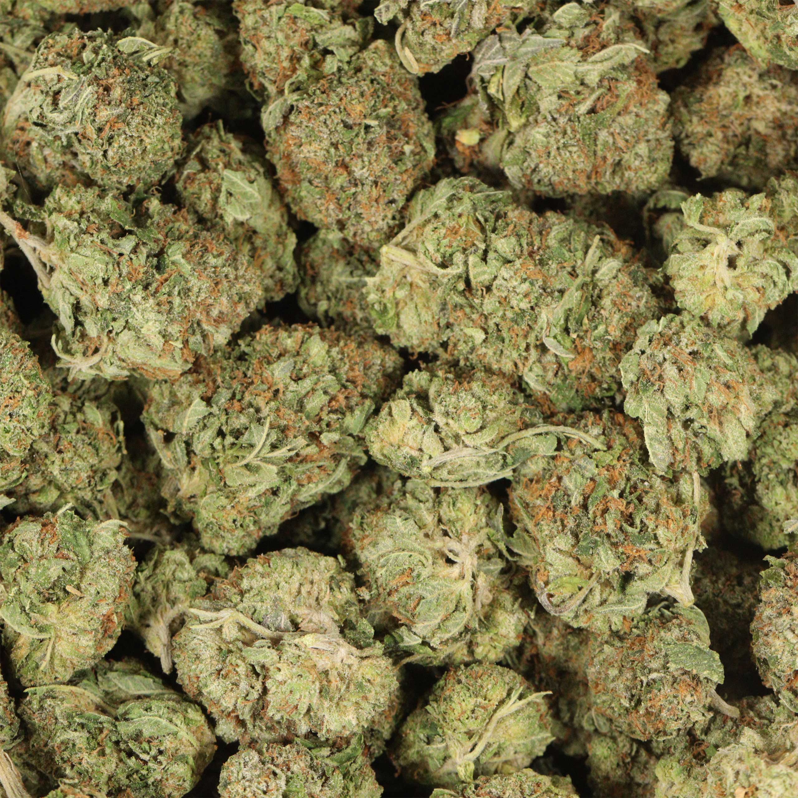 EL Chapo cannabis wholesale