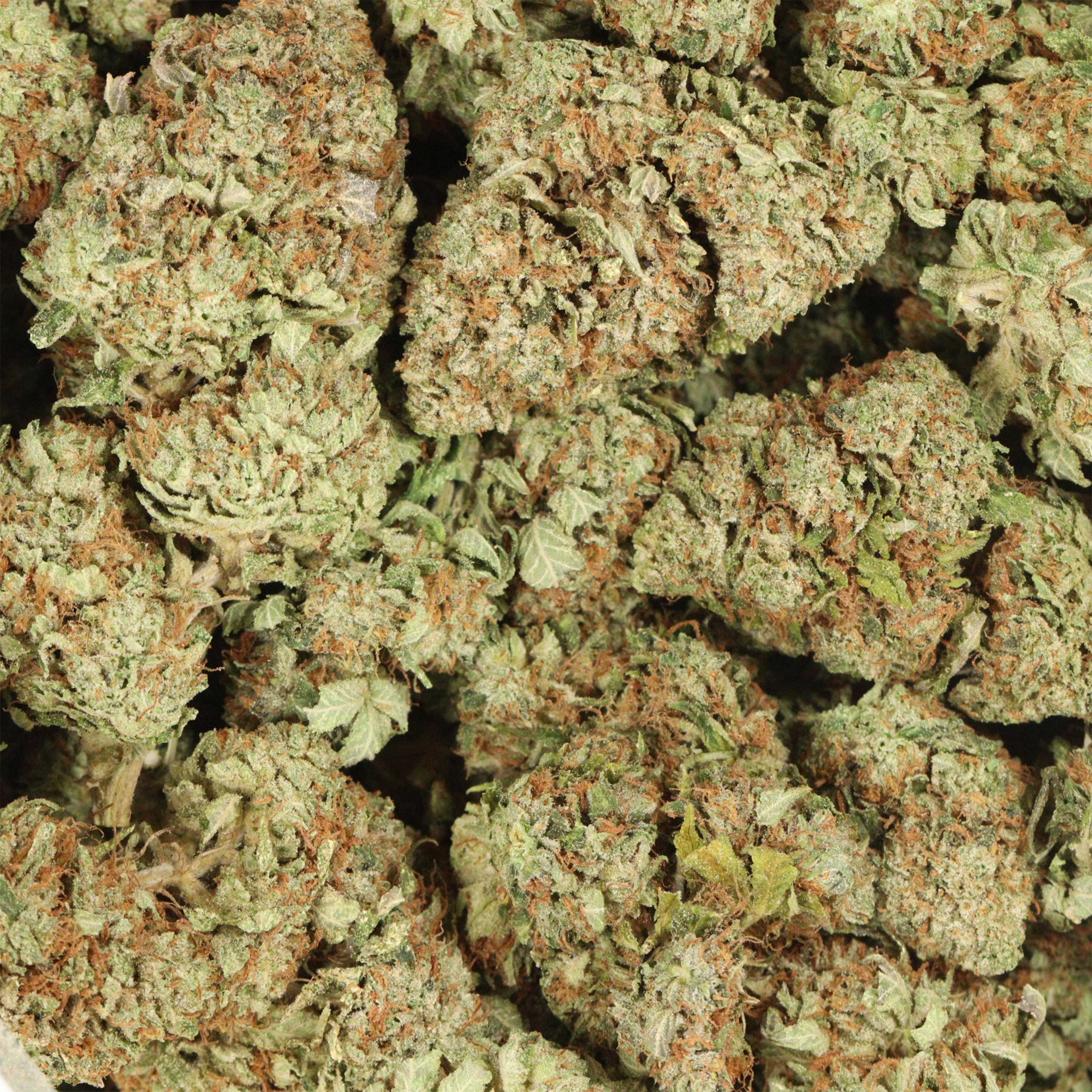 EL Jefe cannabis wholesale