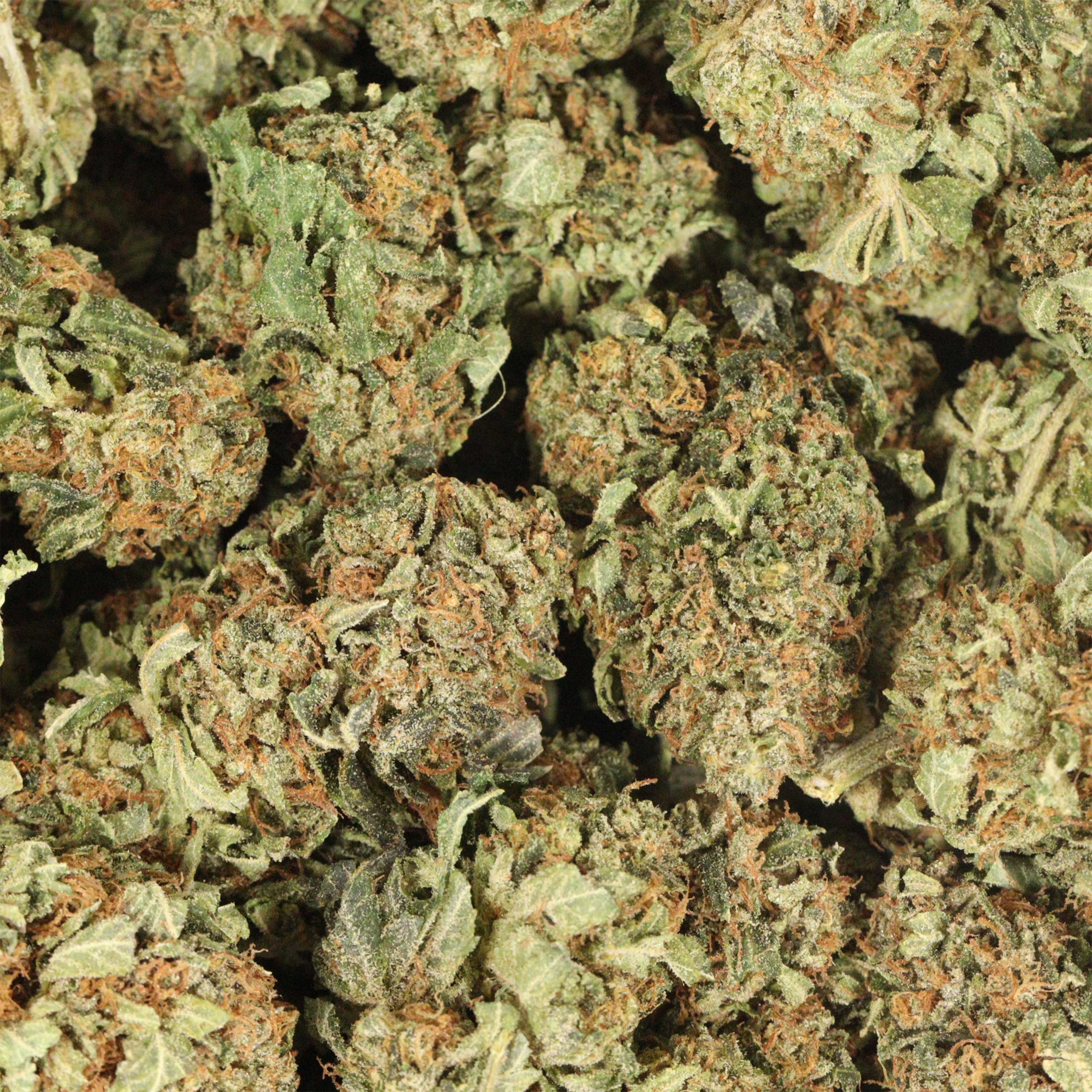 Lemon Tree cannabis wholesale