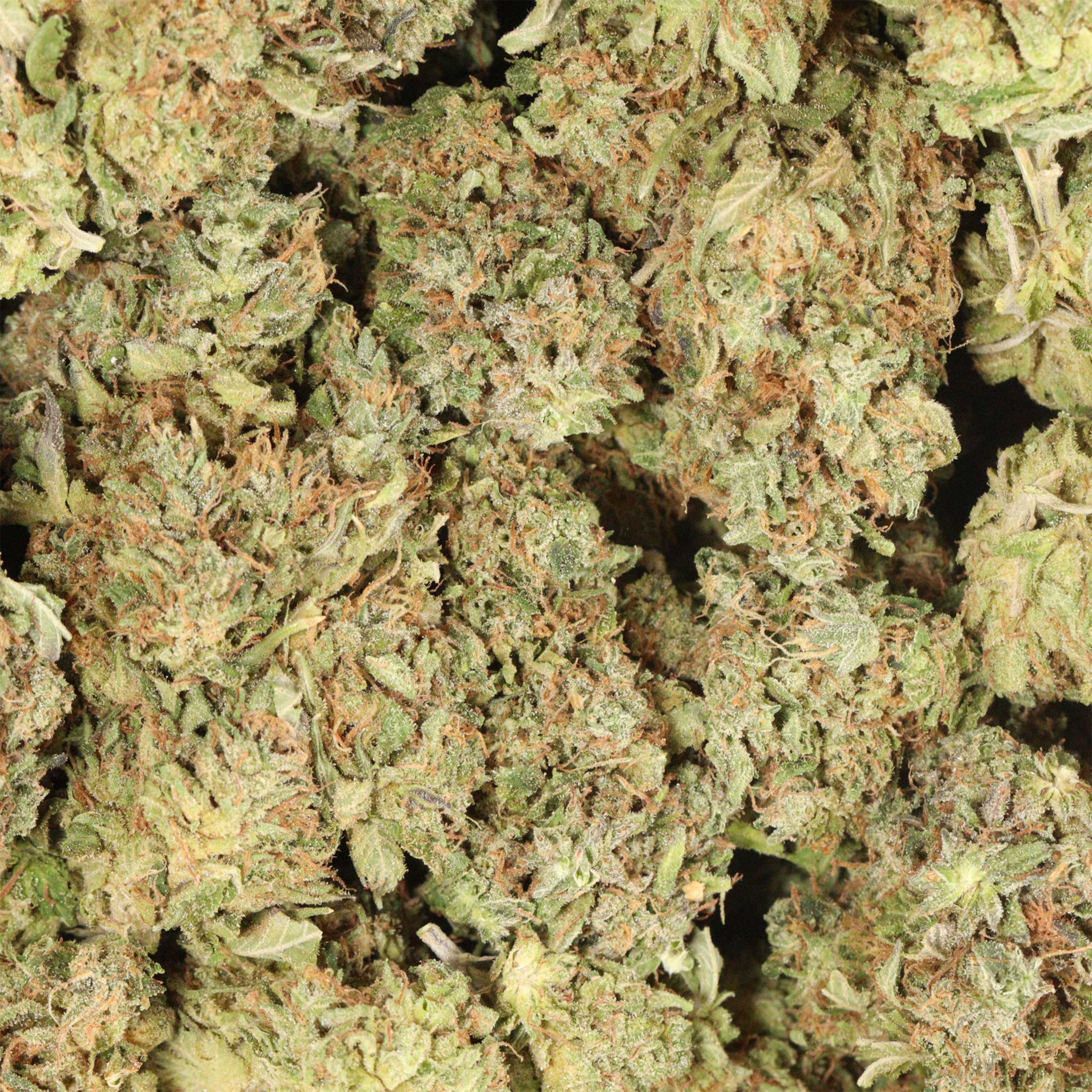 Lindsay OG cannabis wholesale