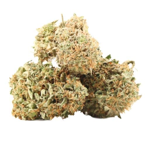 Money Maker strain cannabis