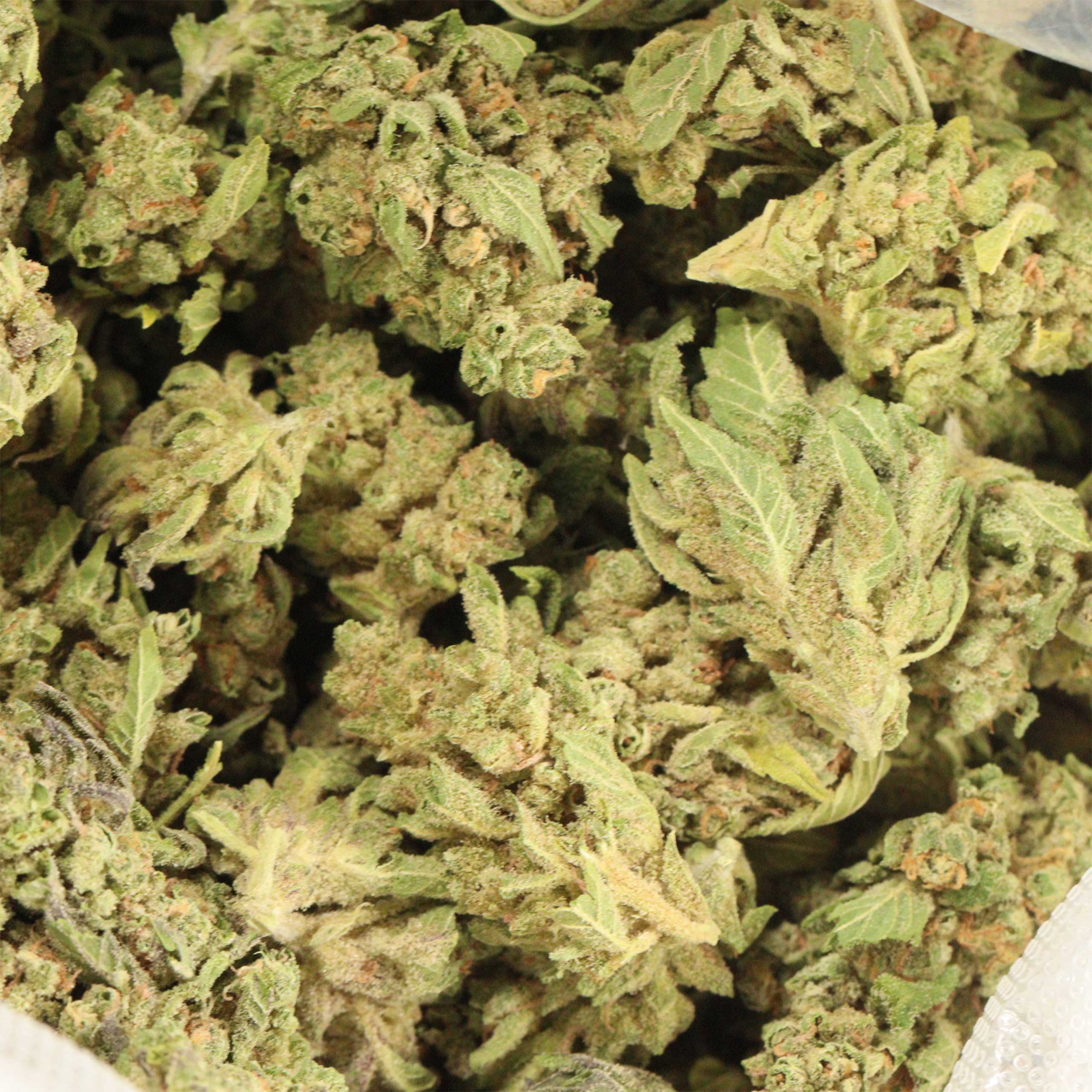 Nebula Greenhouse cannabis wholesale