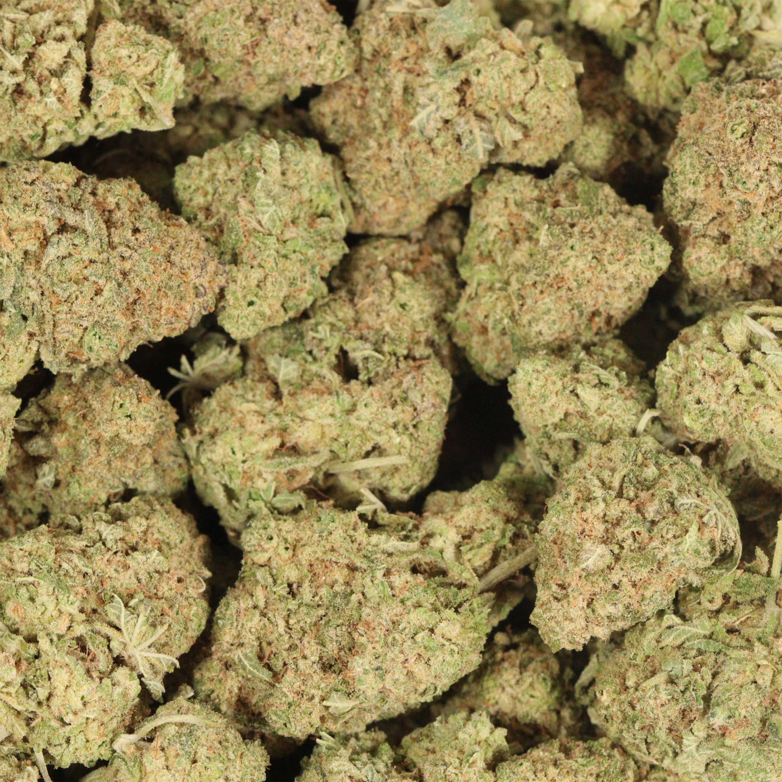 Neon Jesus cannabis wholesale