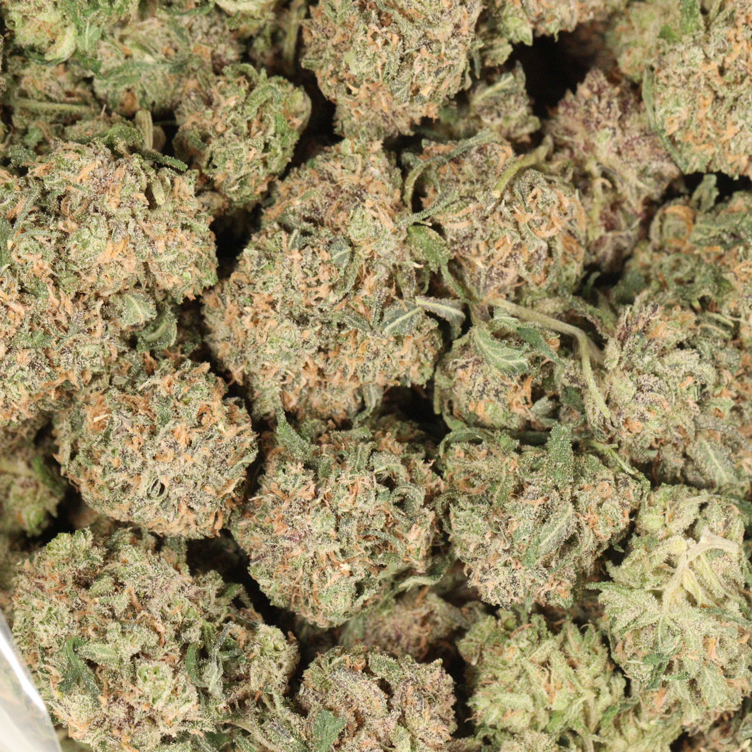 UBC Chemo Kush cannabis wholesale