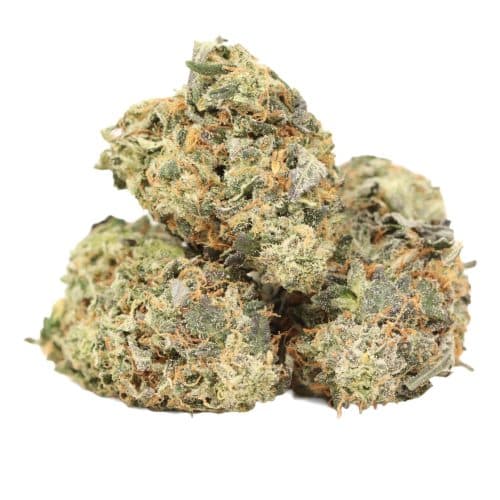 Afghani Pink strain cannabis