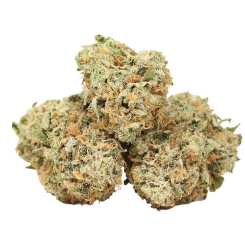 BlueFin Tuna strain cannabis