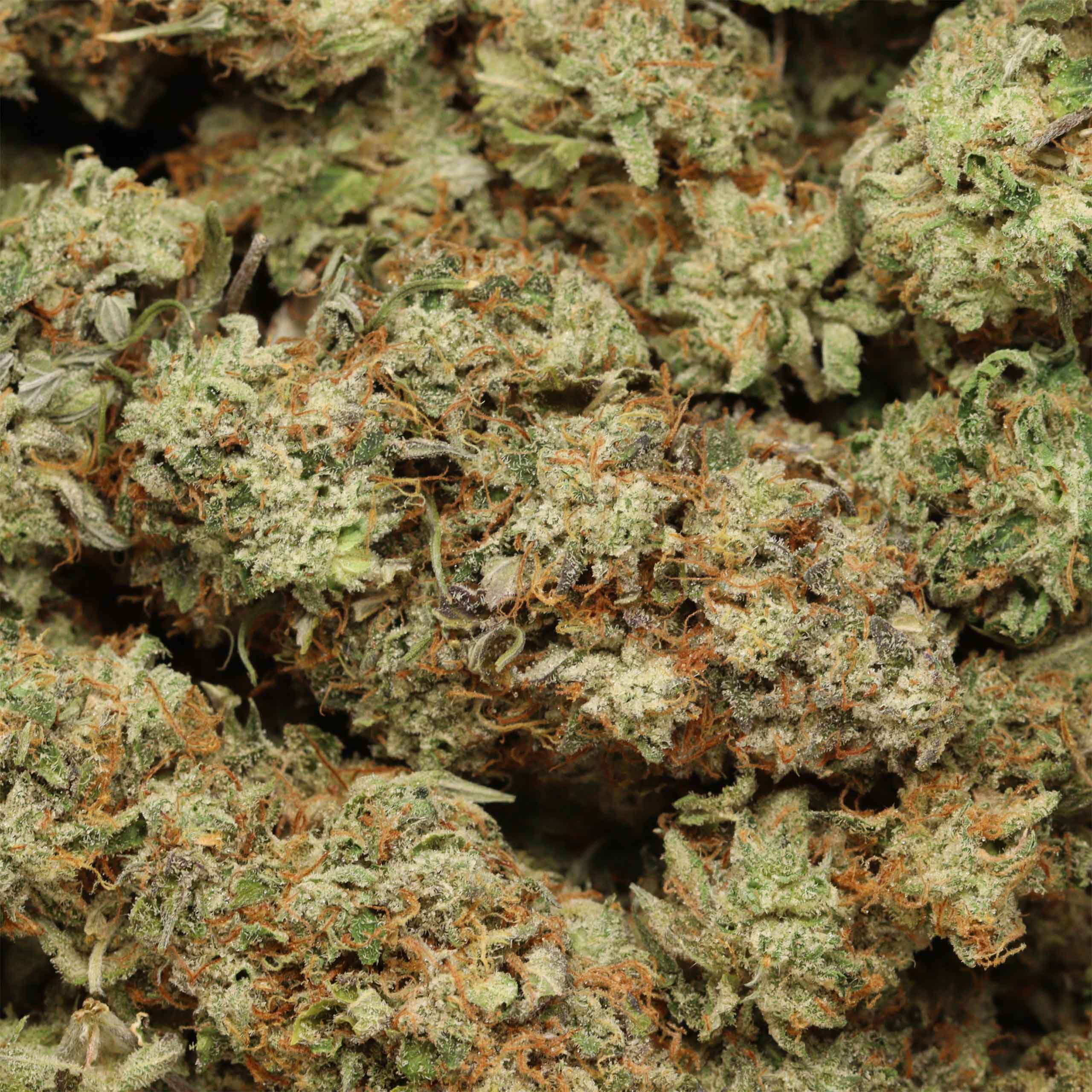 BlueFin Tuna cannabis wholesale