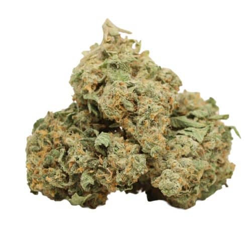 Cherry Kush strain cannabis