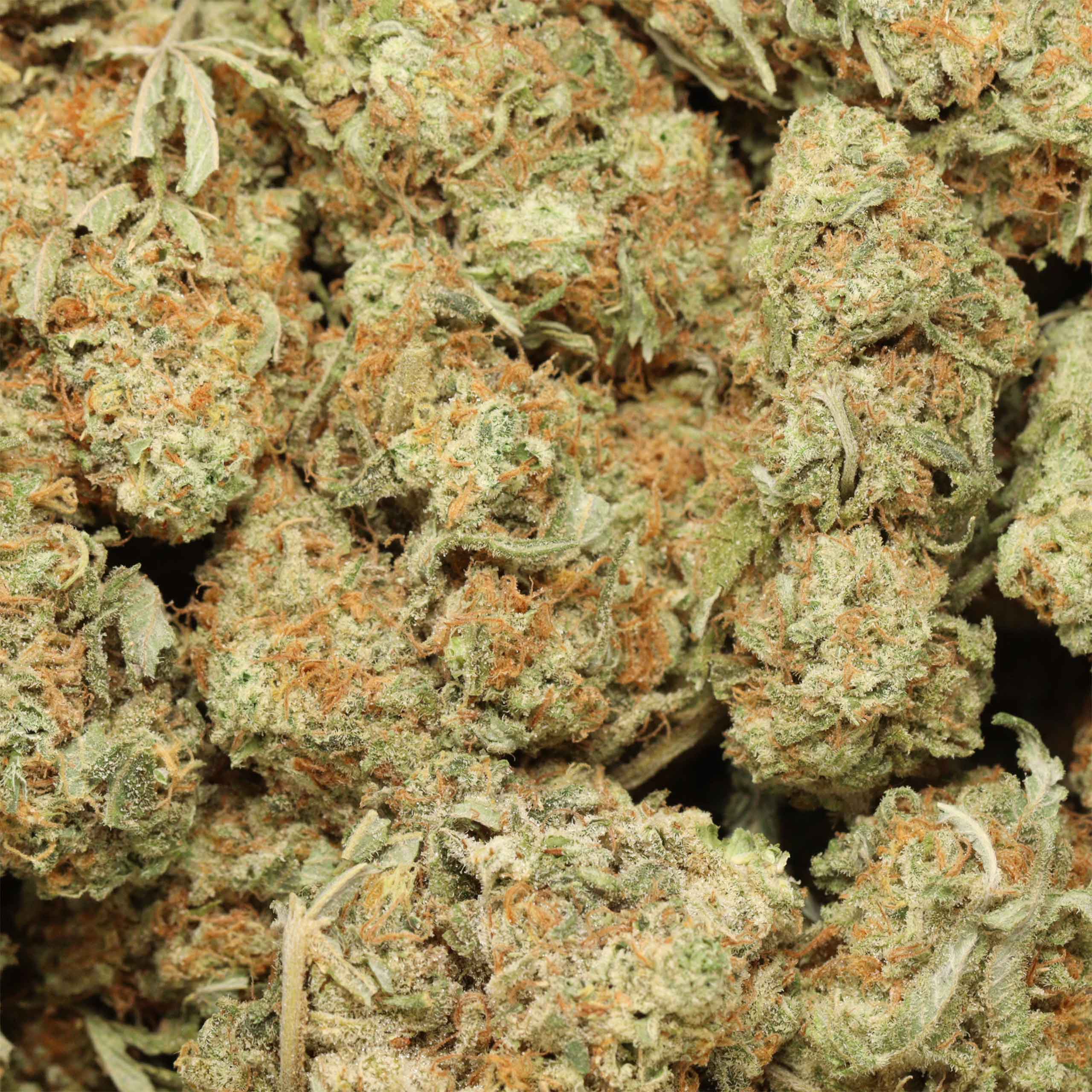 Gelato cannabis wholesale