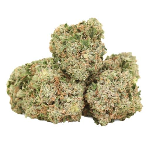 King Louis XIII strain cannabis