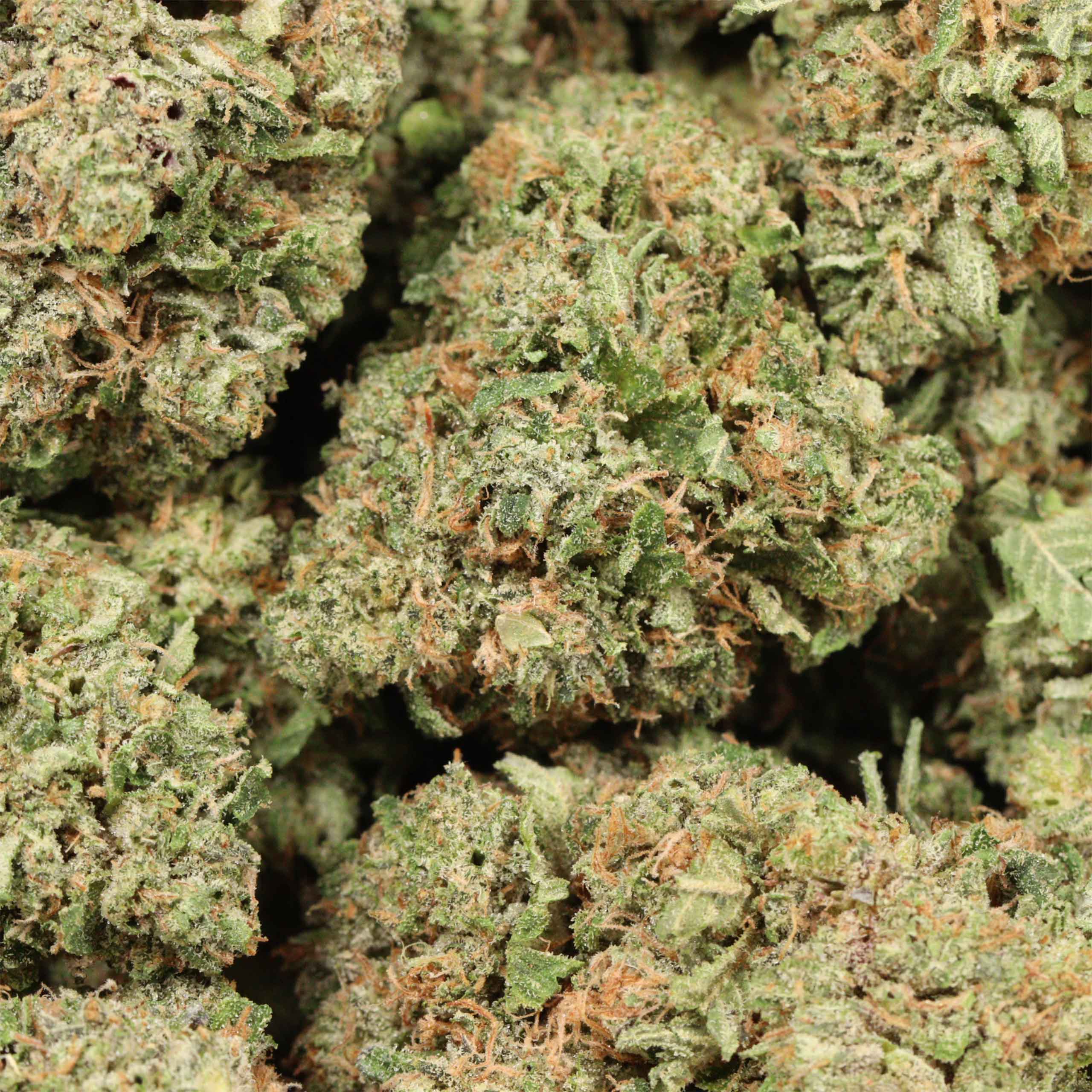 King Louis XIII cannabis wholesale