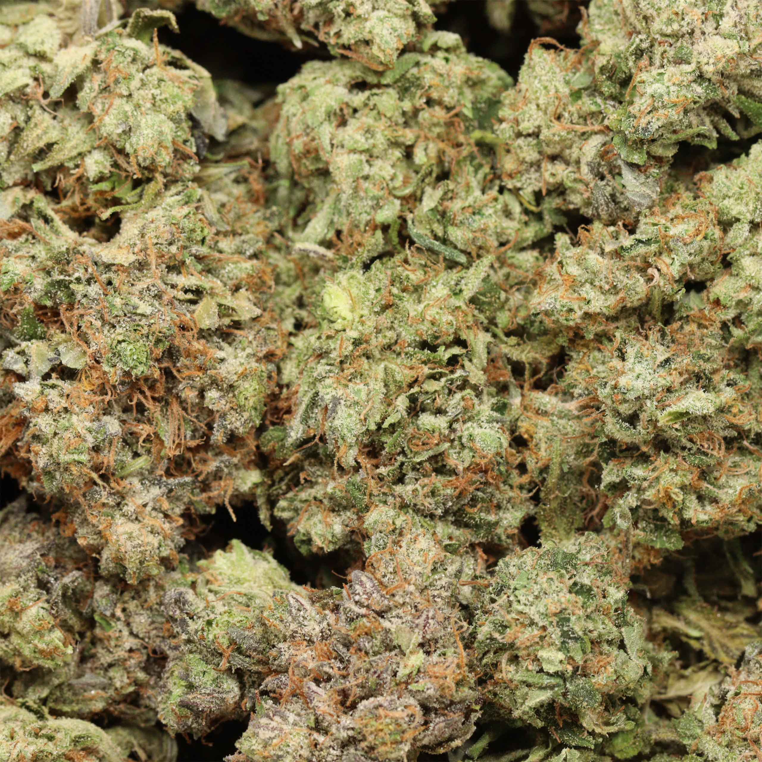 Pink Kush cannabis wholesale