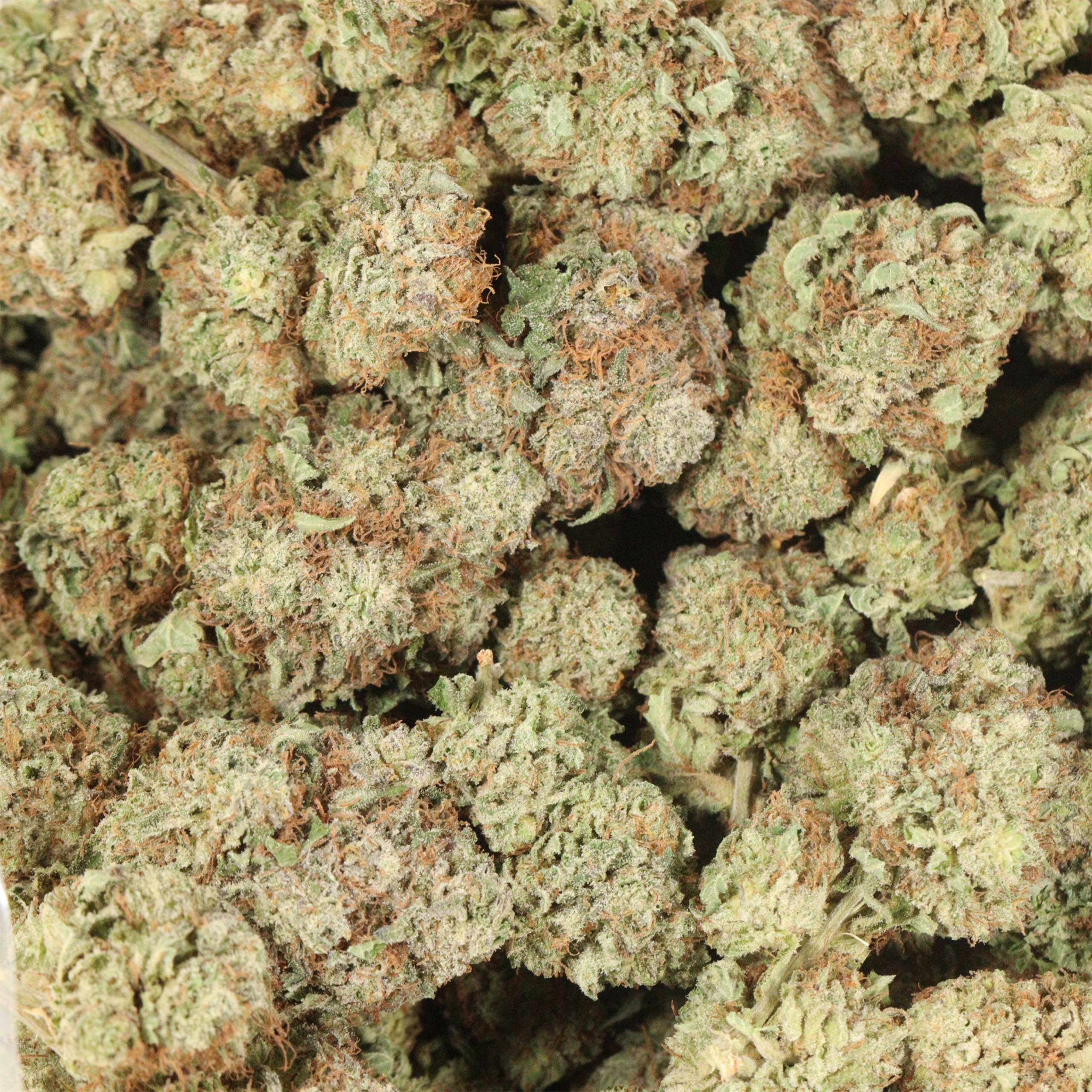 Black Widow cannabis wholesale
