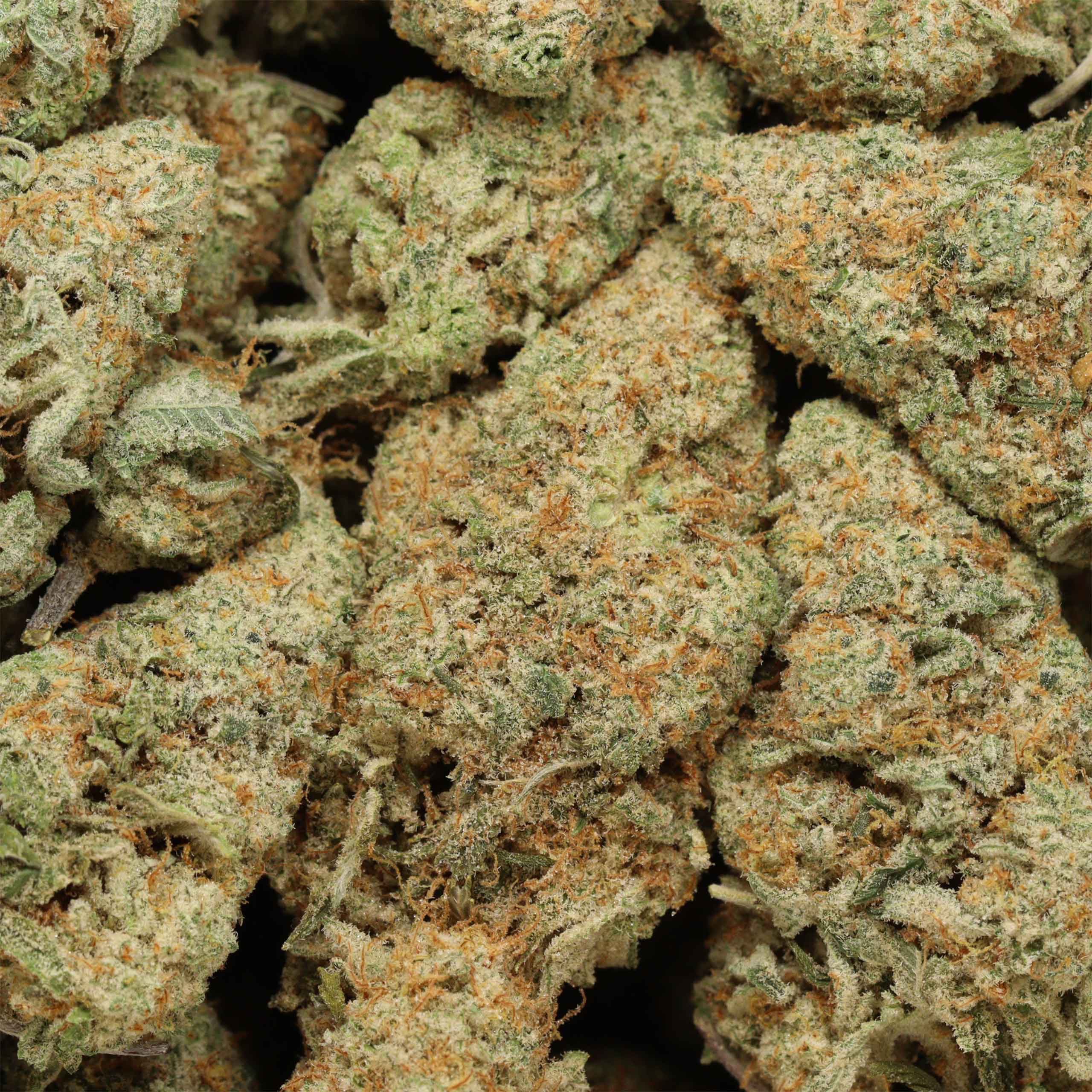 Quantum Kush cannabis wholesale