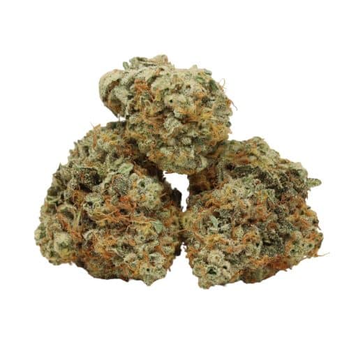 Tuna God strain cannabis