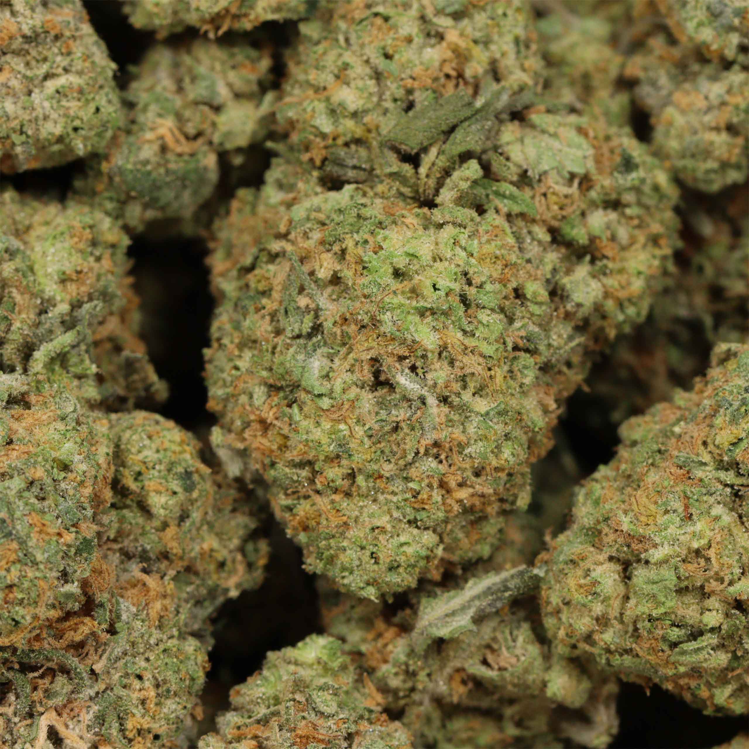 94 Monkey cannabis wholesale