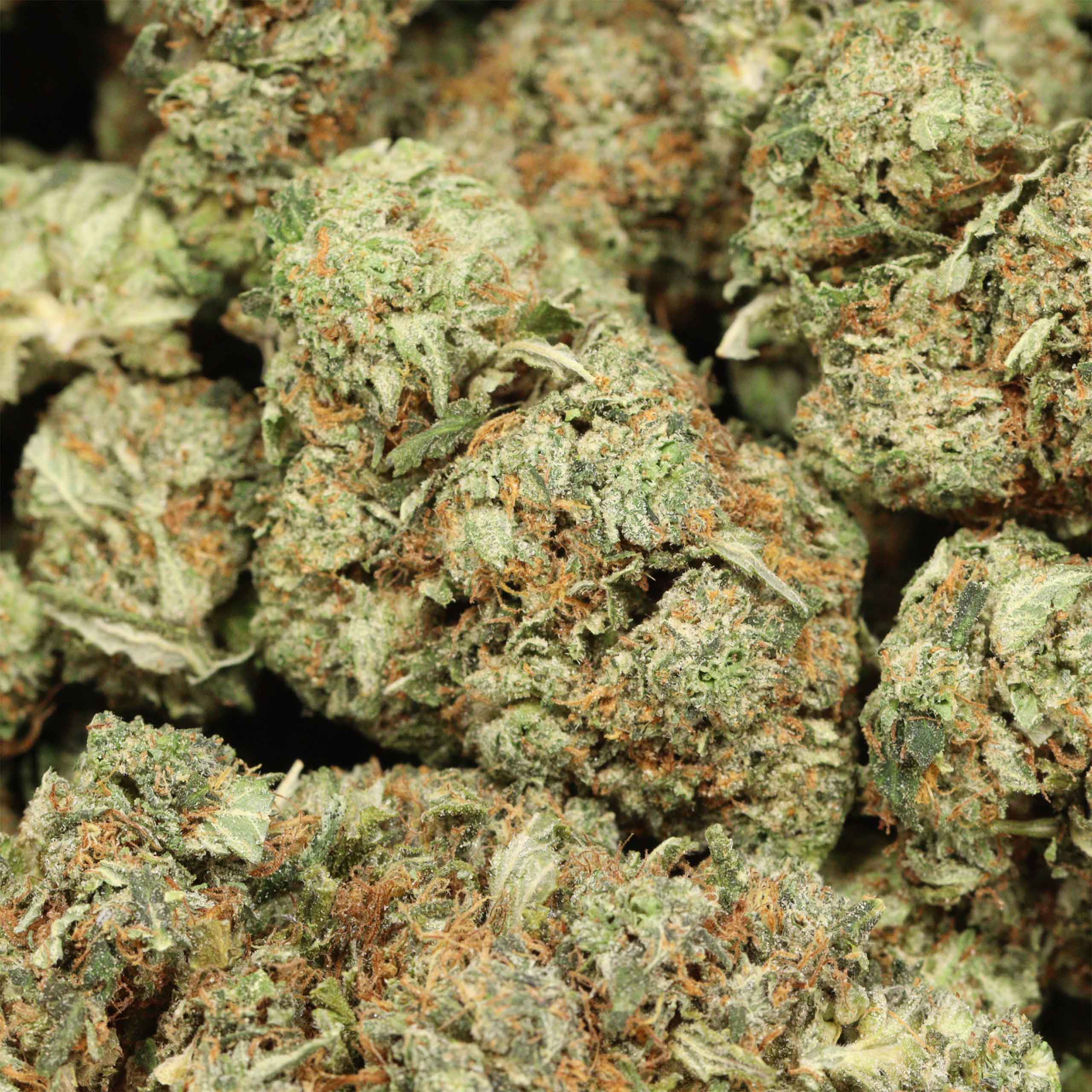 BC Pink Kush cannabis wholesale