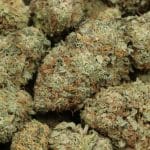 Black Widow cannabis wholesale