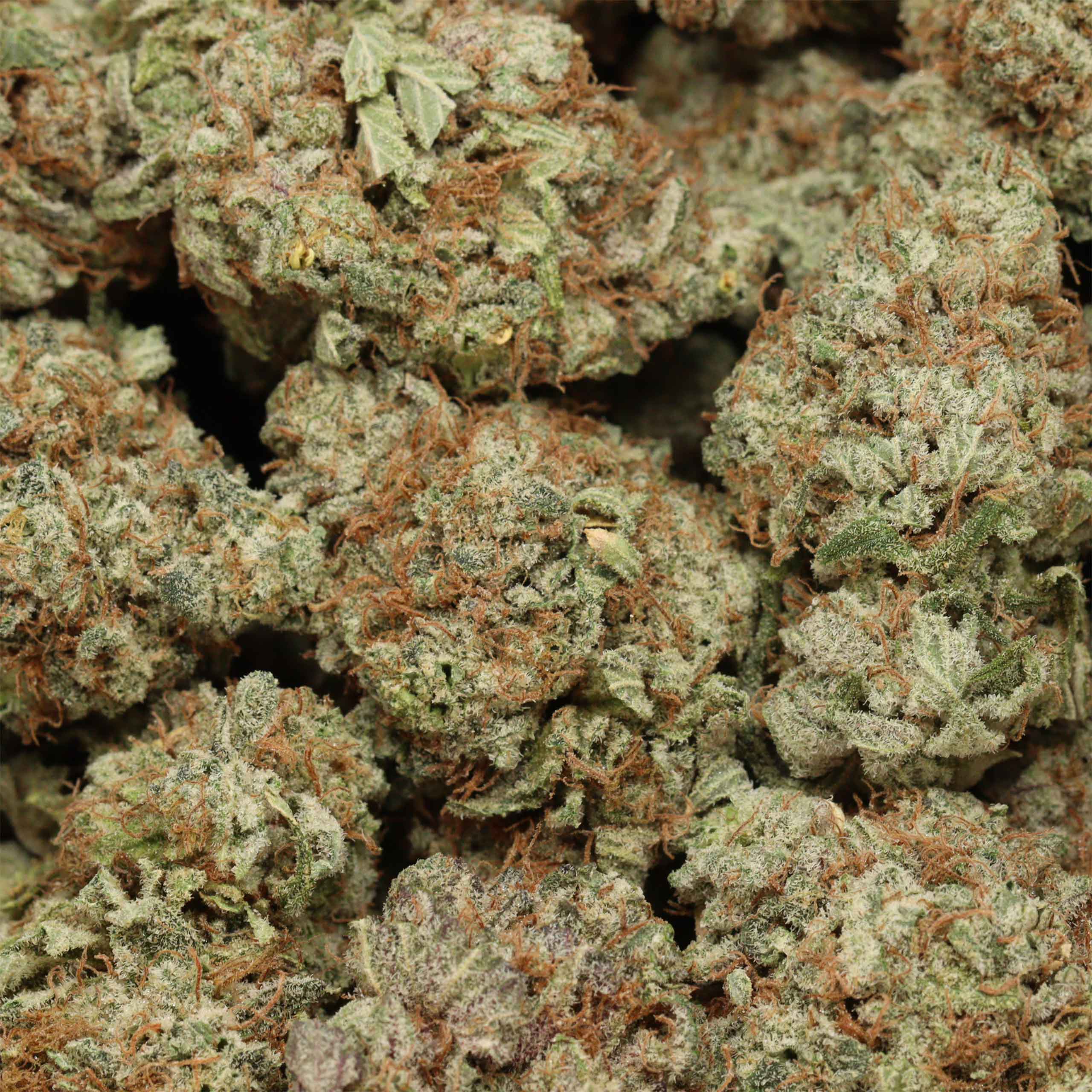 Blackberry Kush cannabis