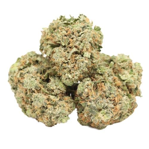 Comatose OG strain cannabis