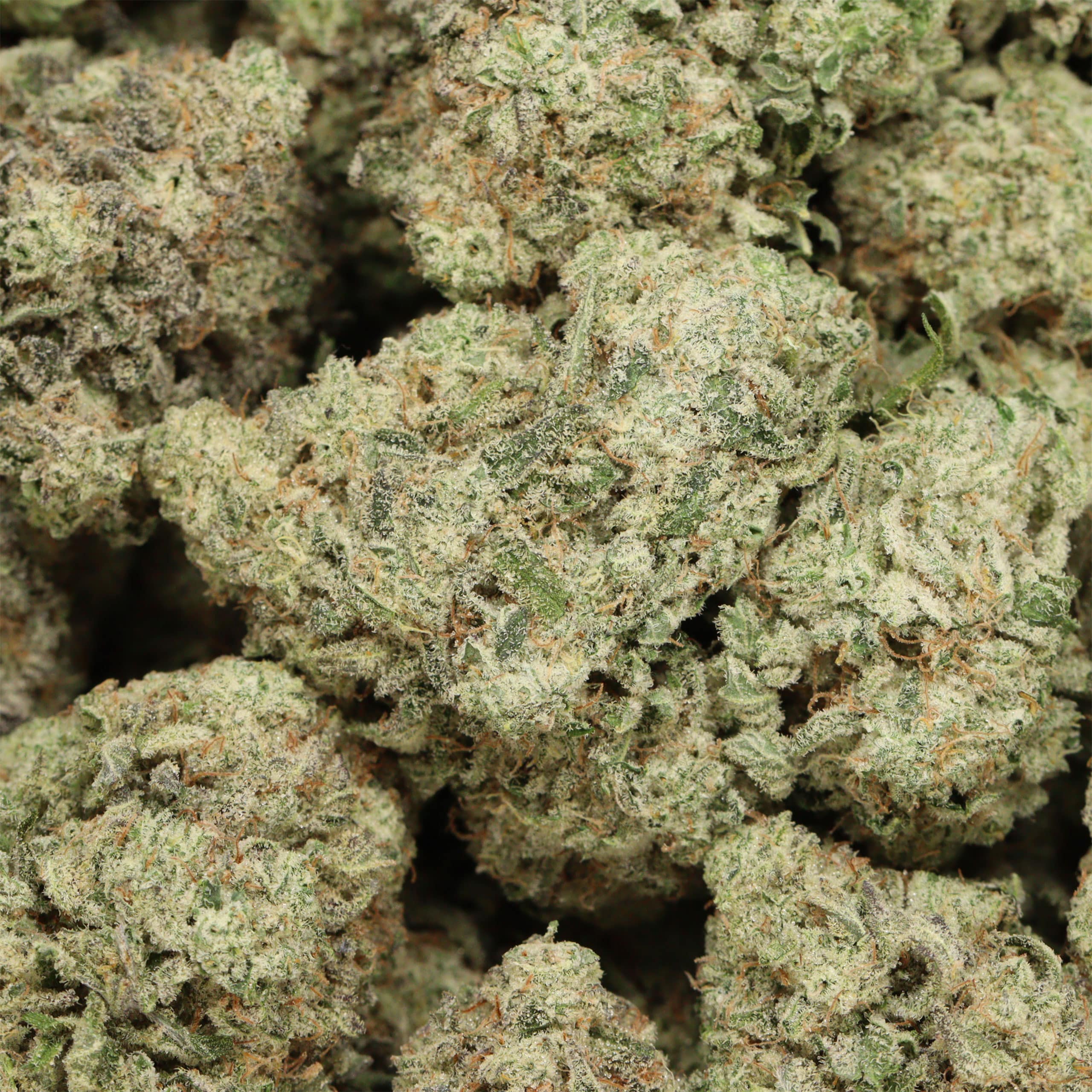 Comatose cannabis wholesale